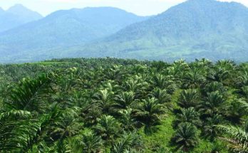 Internet Perkebunan Kelapa Sawit